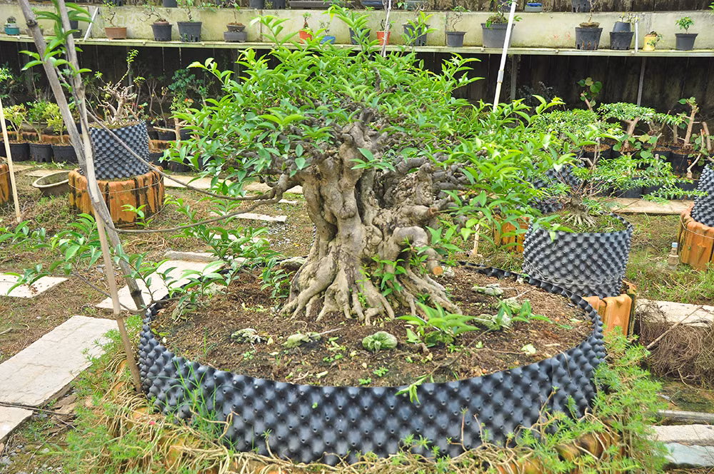 'Choáng ngợp' vườn bonsai 'khủng' ở Đồng Tháp ảnh 2