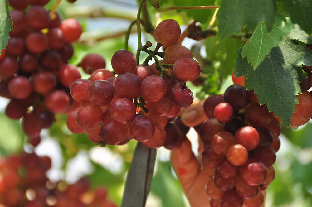 Vườn nho trĩu quả trên vùng đất phèn mặn thu hút khách du lịch ảnh 4
