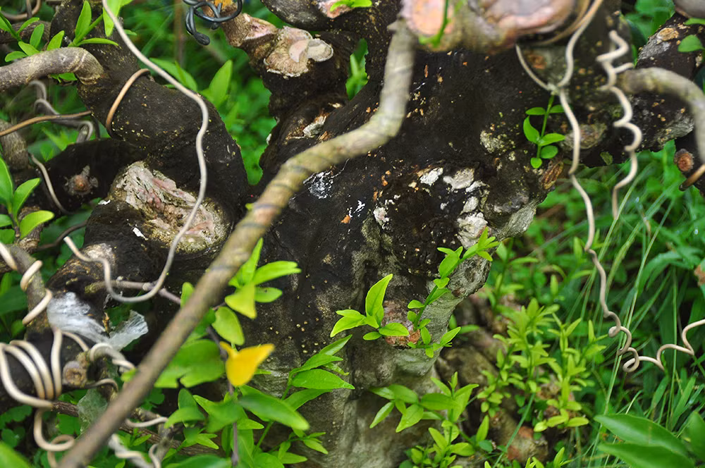 'Choáng ngợp' vườn bonsai 'khủng' ở Đồng Tháp ảnh 9