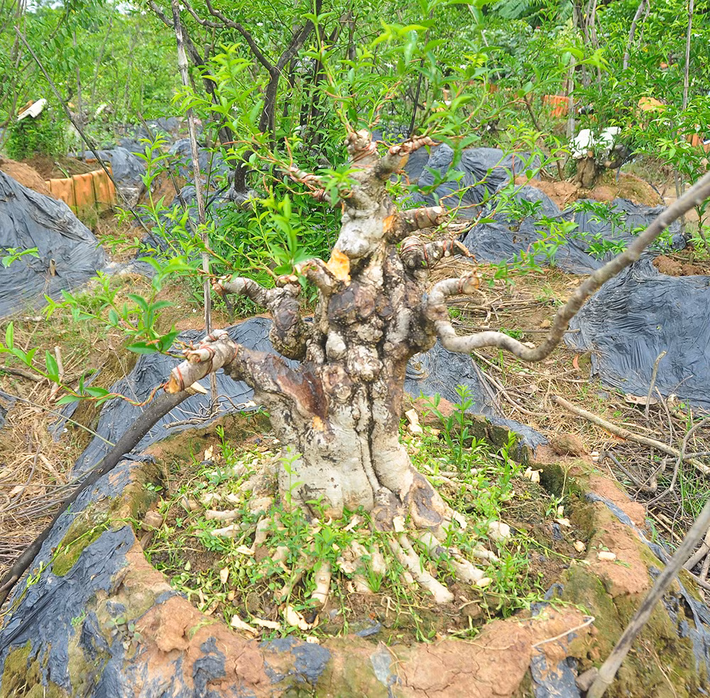 'Choáng ngợp' vườn bonsai 'khủng' ở Đồng Tháp ảnh 10