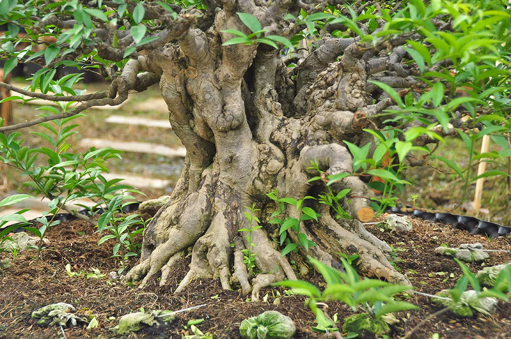 'Choáng ngợp' vườn bonsai 'khủng' ở Đồng Tháp ảnh 4