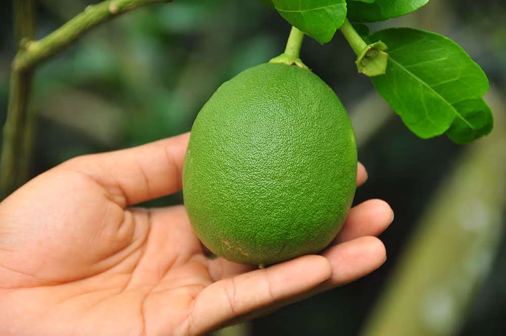 Trái cây độc, lạ rục rịch chờ tết ảnh 5