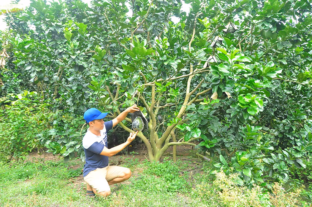 Trái cây độc, lạ rục rịch chờ tết ảnh 4