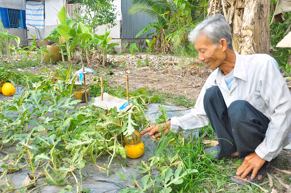 Trái cây tạo hình khan hiếm hàng phục vụ thị trường Tết ảnh 6
