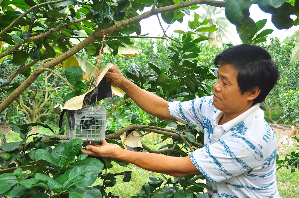 Trái cây độc, lạ rục rịch chờ tết ảnh 2