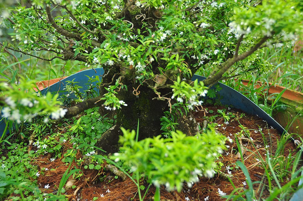'Choáng ngợp' vườn bonsai 'khủng' ở Đồng Tháp ảnh 5