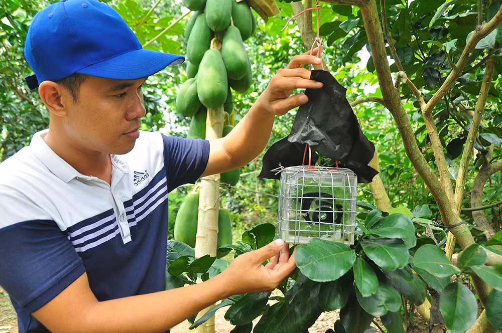 Trái cây độc, lạ rục rịch chờ tết ảnh 1