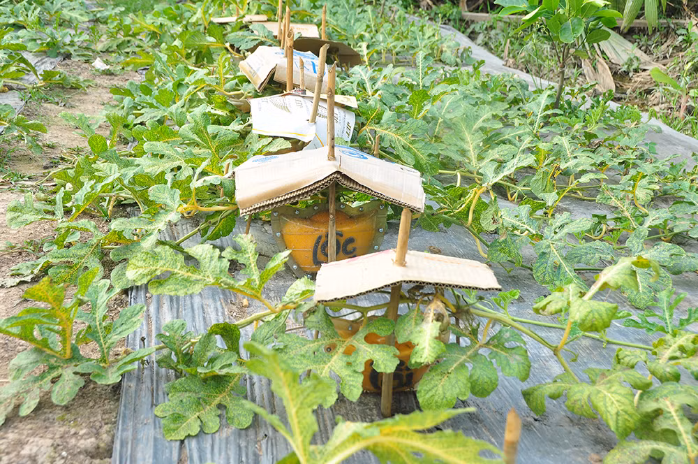 Trái cây tạo hình khan hiếm hàng phục vụ thị trường Tết ảnh 9