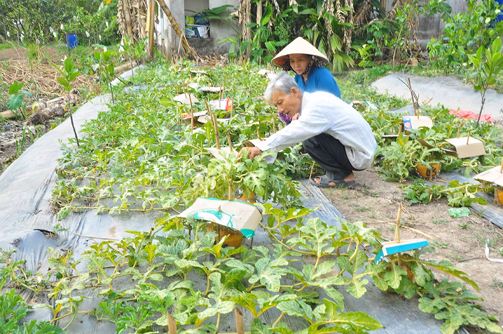Trái cây tạo hình khan hiếm hàng phục vụ thị trường Tết ảnh 5