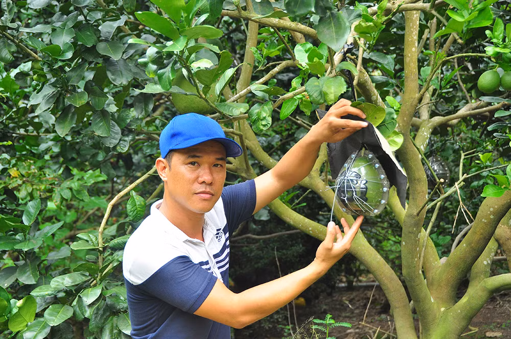 Trái cây độc, lạ rục rịch chờ tết ảnh 10