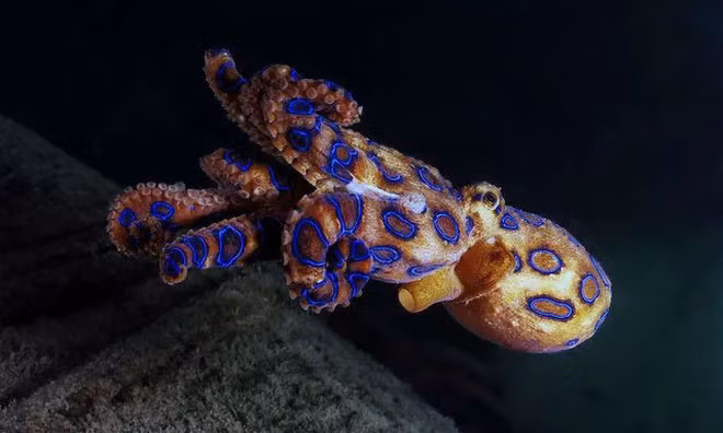 Tìm thấy tu viện Thiên Chúa Giáo cổ đại ở Ai Cập ảnh 2
