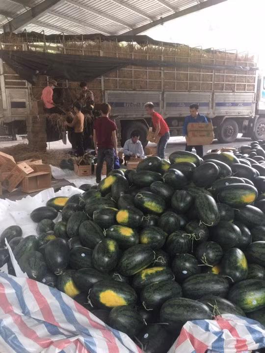 Container chở hoa quả nhộn nhịp qua cửa khẩu Tân Thanh ảnh 1