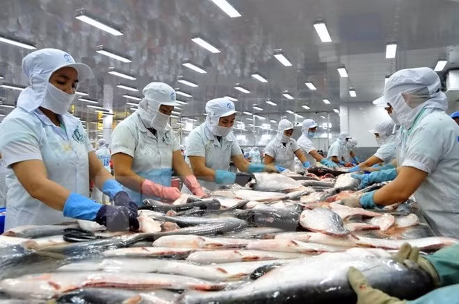 Mỹ giảm thuế chống bán phá giá cho cá tra Việt Nam ảnh 4