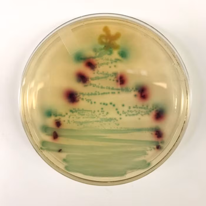 Thích mê những cây thông Noel 'có một không hai' của dân mạng ảnh 7
