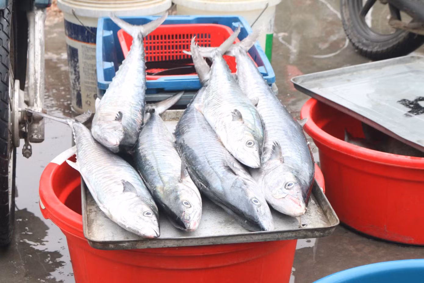Nhịp sống nơi cảng cá bình yên mỗi chuyến thuyền về cập bến ảnh 7
