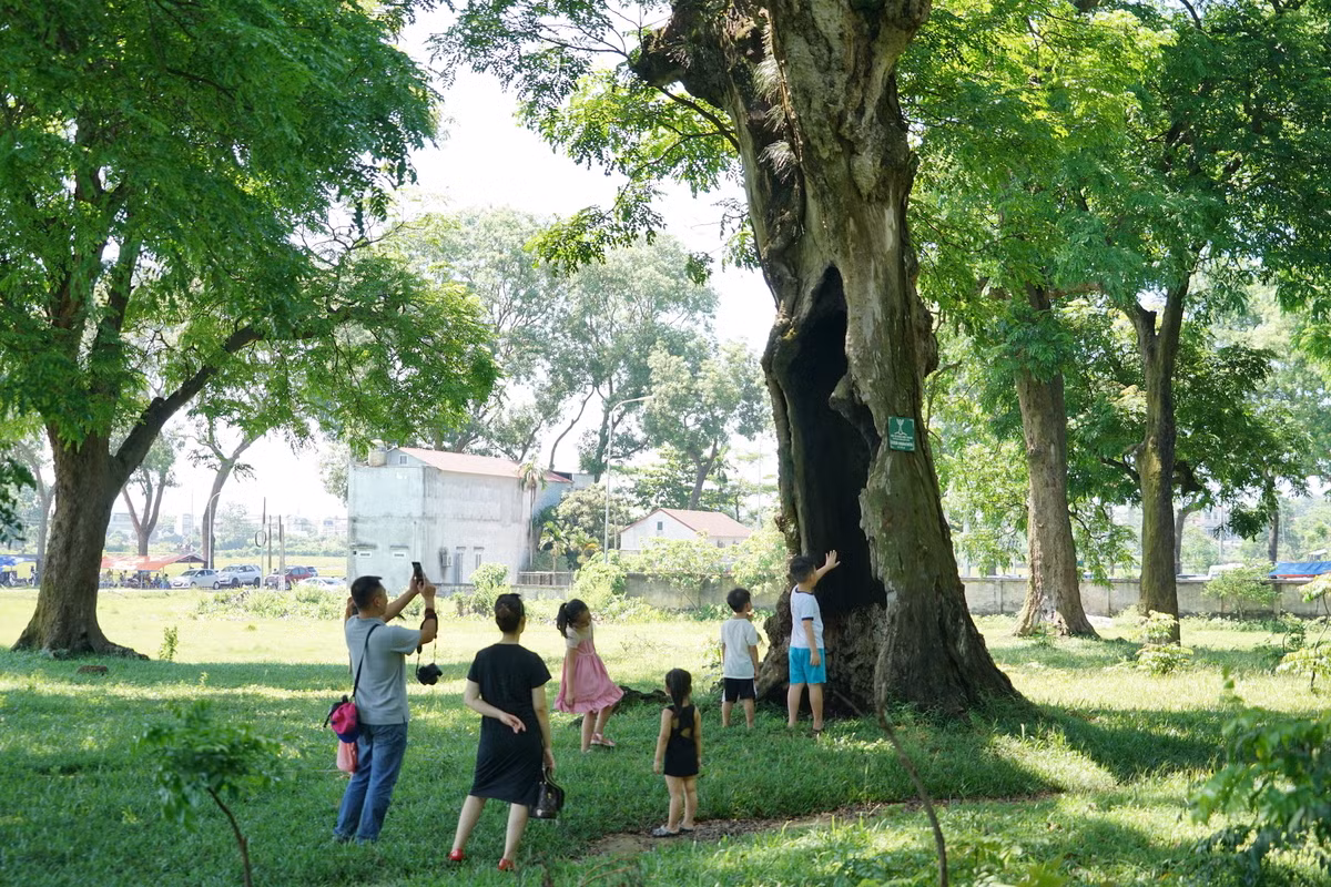 Rừng lim cổ thụ ở Hà Nội ảnh 3