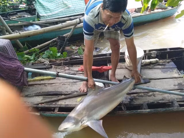 Ai đã làm Khỉ Sơn Trà sống trong sợ hãi ảnh 12
