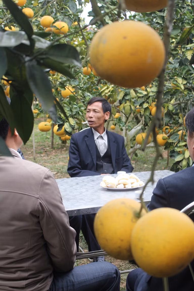 Mãn nhãn vườn cây quả vàng rực rỡ trước Tết ở Bắc Giang ảnh 7