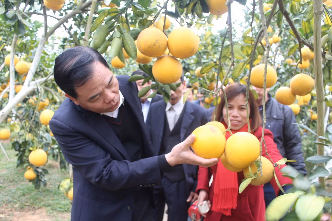 Mãn nhãn vườn cây quả vàng rực rỡ trước Tết ở Bắc Giang ảnh 10