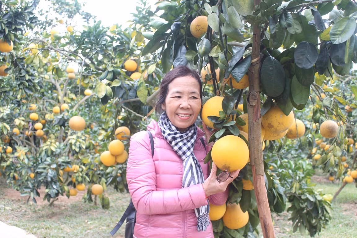 Mãn nhãn vườn cây quả vàng rực rỡ trước Tết ở Bắc Giang ảnh 6