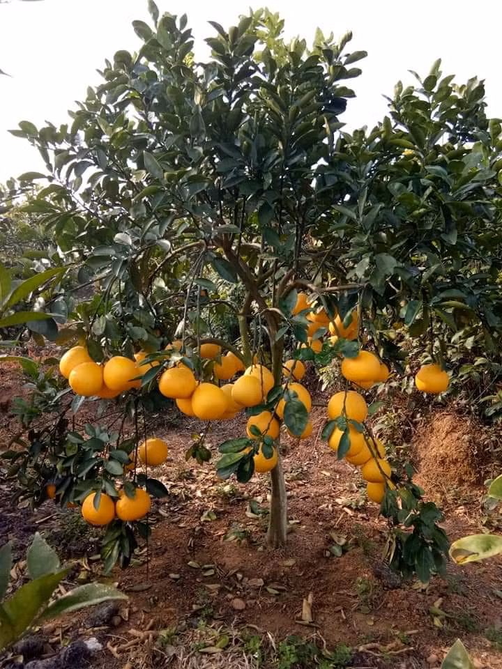 Mãn nhãn vườn cây quả vàng rực rỡ trước Tết ở Bắc Giang ảnh 3