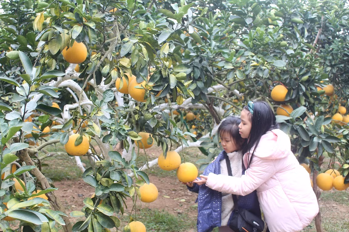 Mãn nhãn vườn cây quả vàng rực rỡ trước Tết ở Bắc Giang ảnh 9