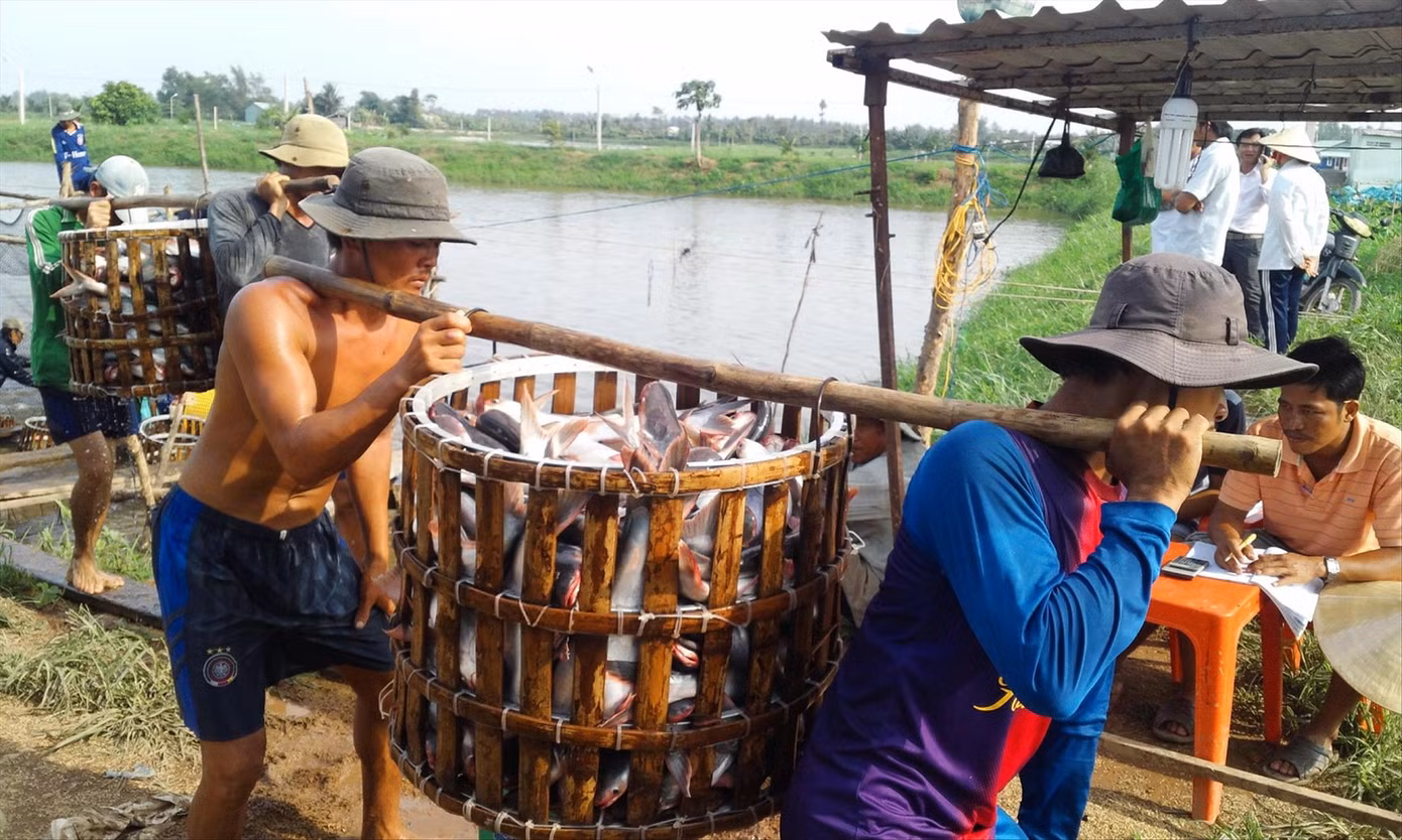 Chanh tăng giá sốc sau khi chặt cây làm... củi ảnh 4