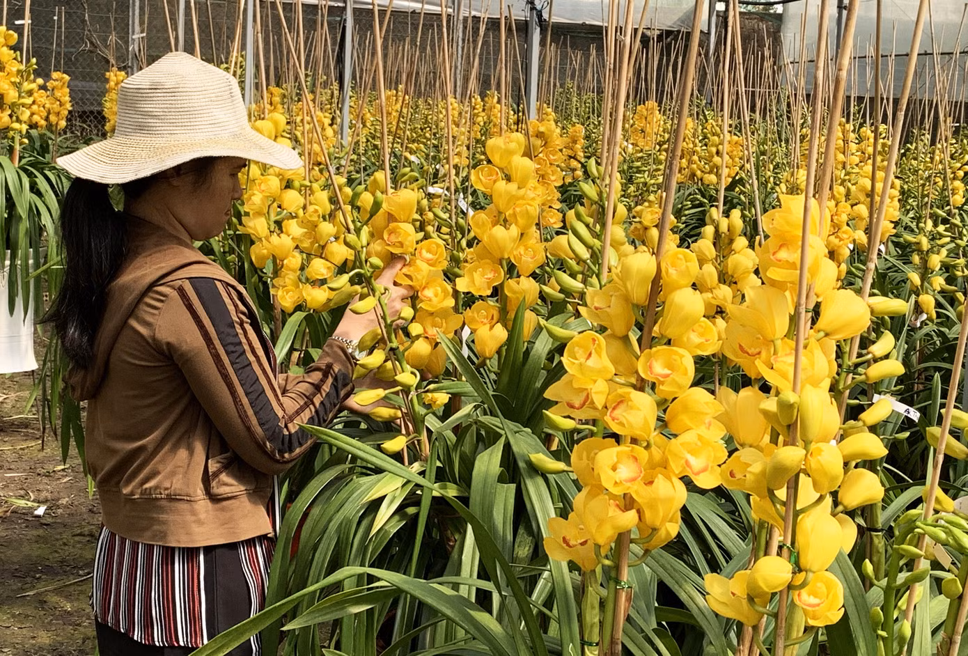 Làng nghề bánh đa nem Thổ Hà tất bật vào vụ Tết ảnh 17