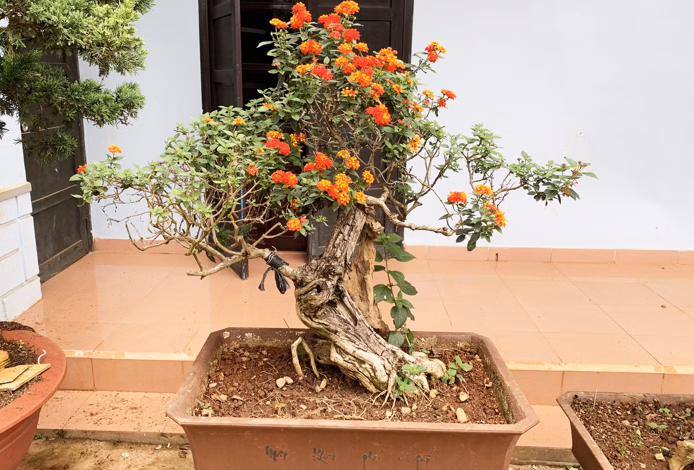 Nhiều loài hoa dại thành bon sai trăm triệu ở Đà Lạt ảnh 3
