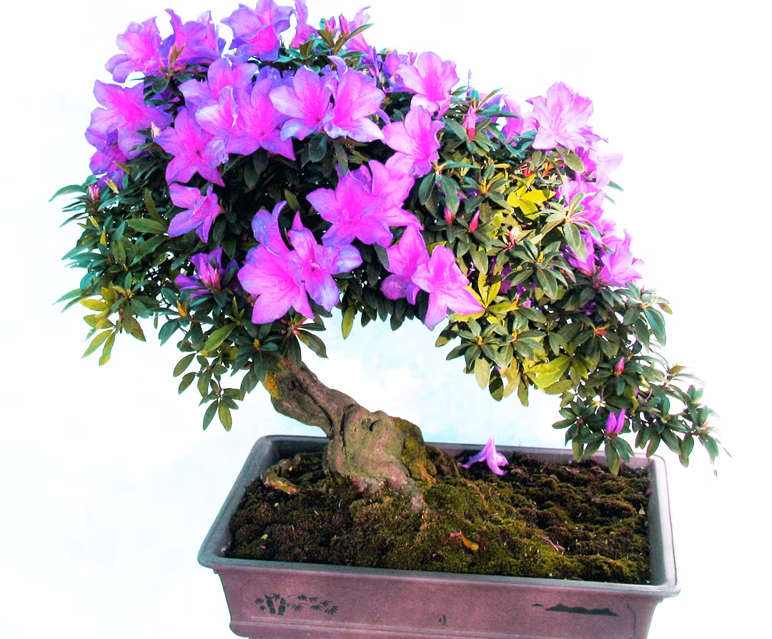 Nhiều loài hoa dại thành bon sai trăm triệu ở Đà Lạt ảnh 2