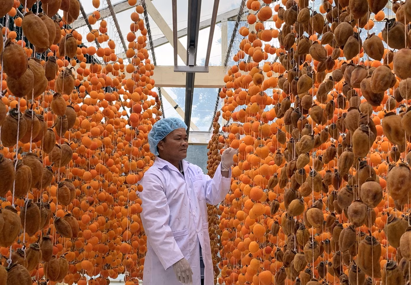 Hồng Đà Lạt lên đời, 'cháy hàng' khi sấy treo kiểu Nhật ảnh 1