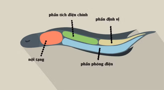 1001 thắc mắc: Thủy quái Amazon ăn gì, sao phóng điện giết được cả cá sấu? ảnh 2