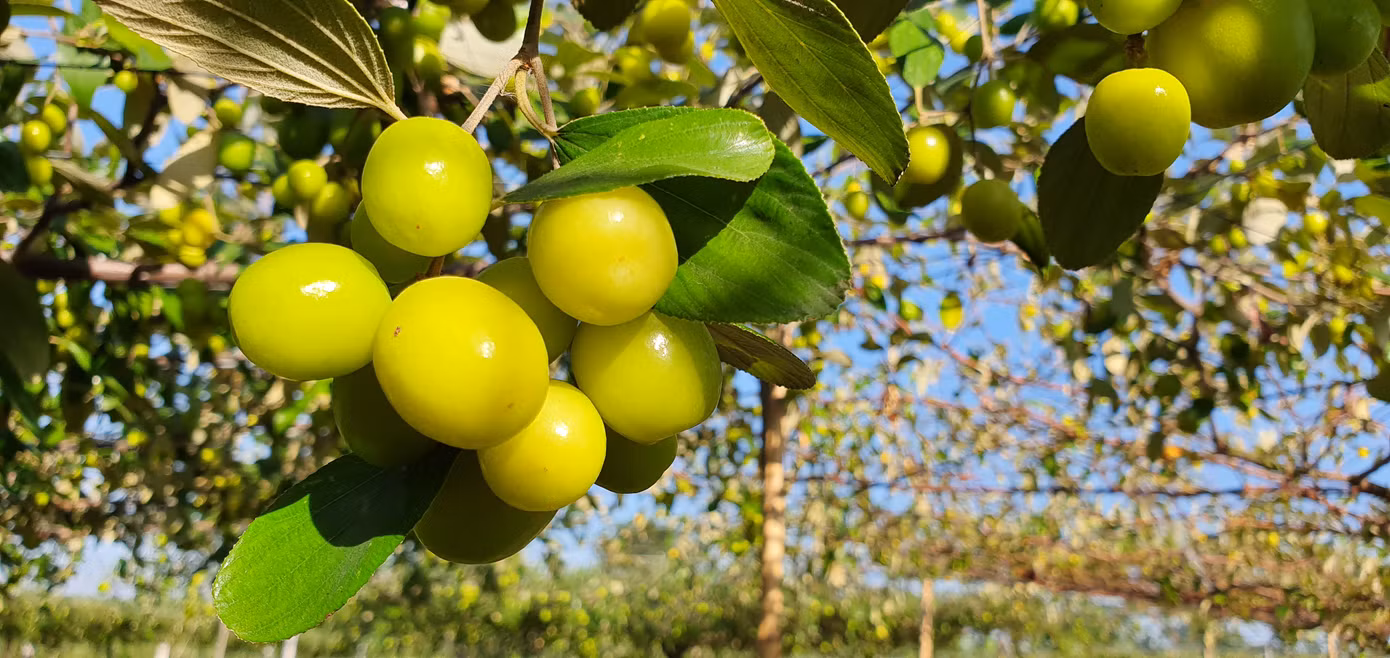 1001 thắc mắc: Sẽ ra sao nếu Trái đất không còn ‘sóng hấp dẫn’ ảnh 3