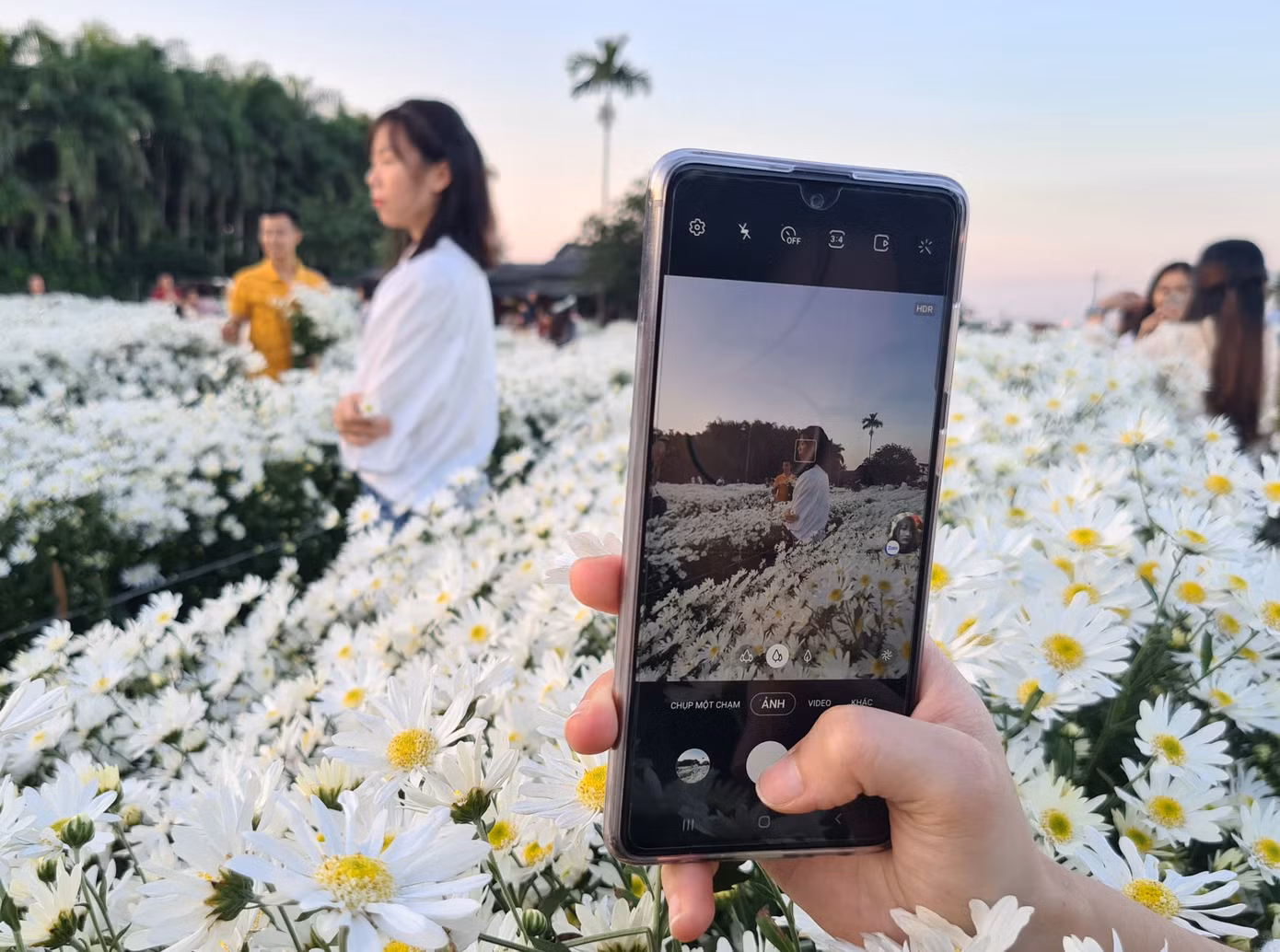 Giới trẻ ở Hải Phòng đổ xô check-in vườn cúc họa mi ảnh 10
