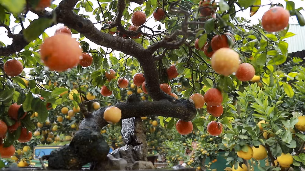 Bonsai chanh đào cực độc giá chục triệu bày Tết ảnh 1