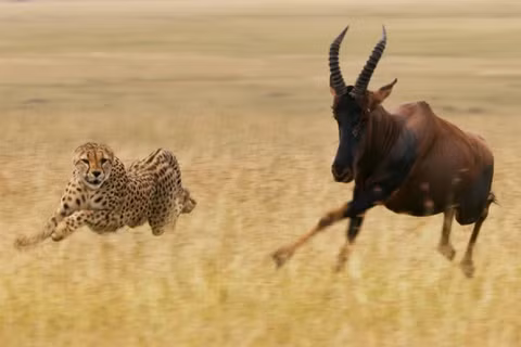 1001 thắc mắc: Kì dị, vì sao chuột túi Wallaby chưa đẻ con đã lại mang thai? ảnh 1