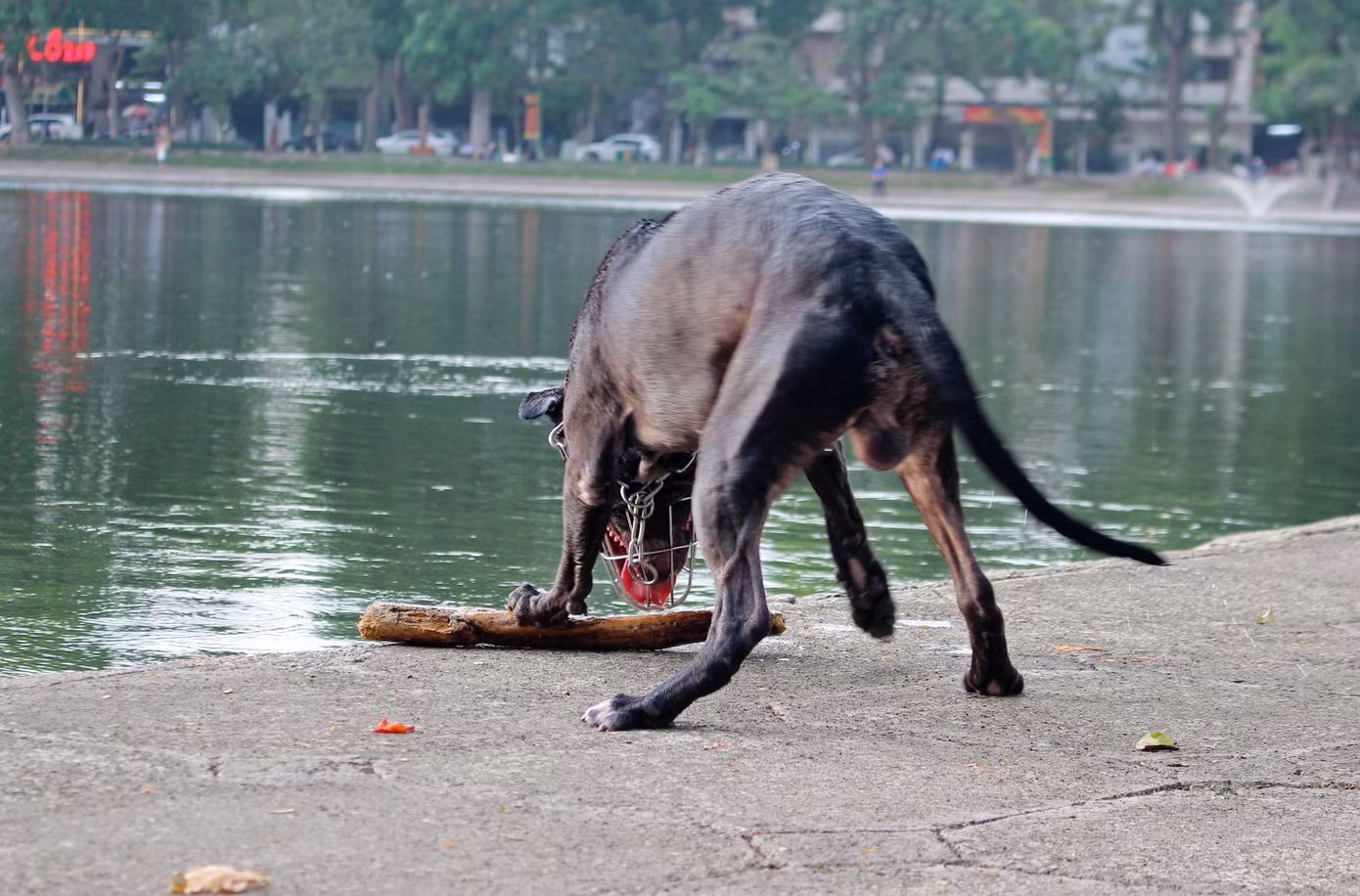 Hà Nội: Chó dữ không rọ mõm thả rông nhan nhản trong mùa dại ảnh 13