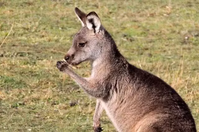 Top 10 sự thật bất ngờ về loài động vật mang tính biểu tượng của Australia ảnh 2