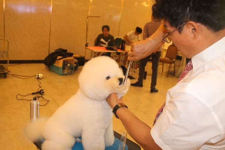 Hoa hậu Thái Lan dẫn thú cưng đến Việt Nam dự thi Hoa hậu chó ảnh 4