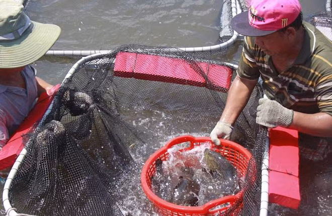 Tận thấy cá mú ‘thành tinh’ nặng 150kg, nghi 50 năm tuổi ảnh 5