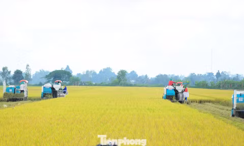 Đề án 1 triệu ha lúa: Thí điểm rực rỡ, thực tế... chưa có dự án nào 