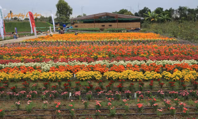 Syngenta Flowers giới thiệu bộ sưu tập giống nhiệt đới mở hướng phát triển hoa kiểng miền Tây