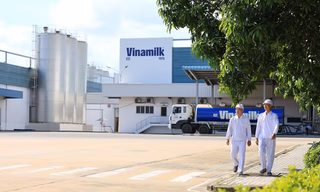 3 năm liền góp mặt trong Fortune SEA 500: Vinamilk khẳng định vị thế thương hiệu sữa Việt