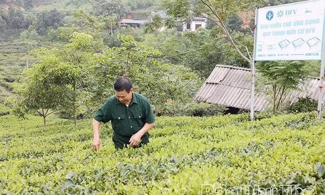 Phú Thọ: Thu 1,8 tỷ mỗi năm từ đặc sản quê hương