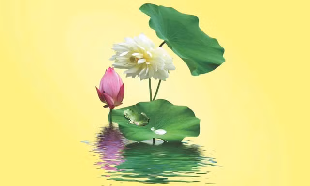 Hành trình đưa trí tuệ giác ngộ giải thoát vào đời sống của soạn giả Tuệ Minh