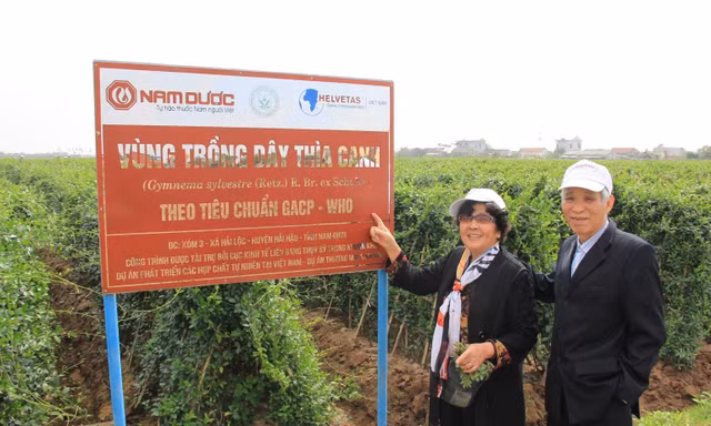 Dây thìa canh và bước tiến khoa học trong kiểm soát đường huyết: Từ y học cổ truyền đến bằng chứng hiện đại