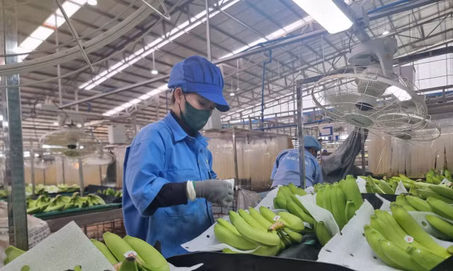 Xuất khẩu chuối có cơ hội trở thành mặt hàng tỷ USD