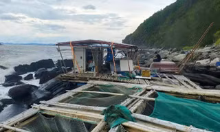 Ngư dân khóc ròng trước cảnh lồng bè nuôi cá ở vịnh Hòn La hư hại sau bão số 5