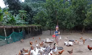 Mô hình nuôi gà ri giúp đồng bào thoát nghèo bền vững
