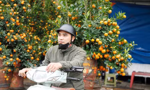 Anh Nguyễn Trọng Phong chở quất thuê. Ảnh: Nguyễn Thắng